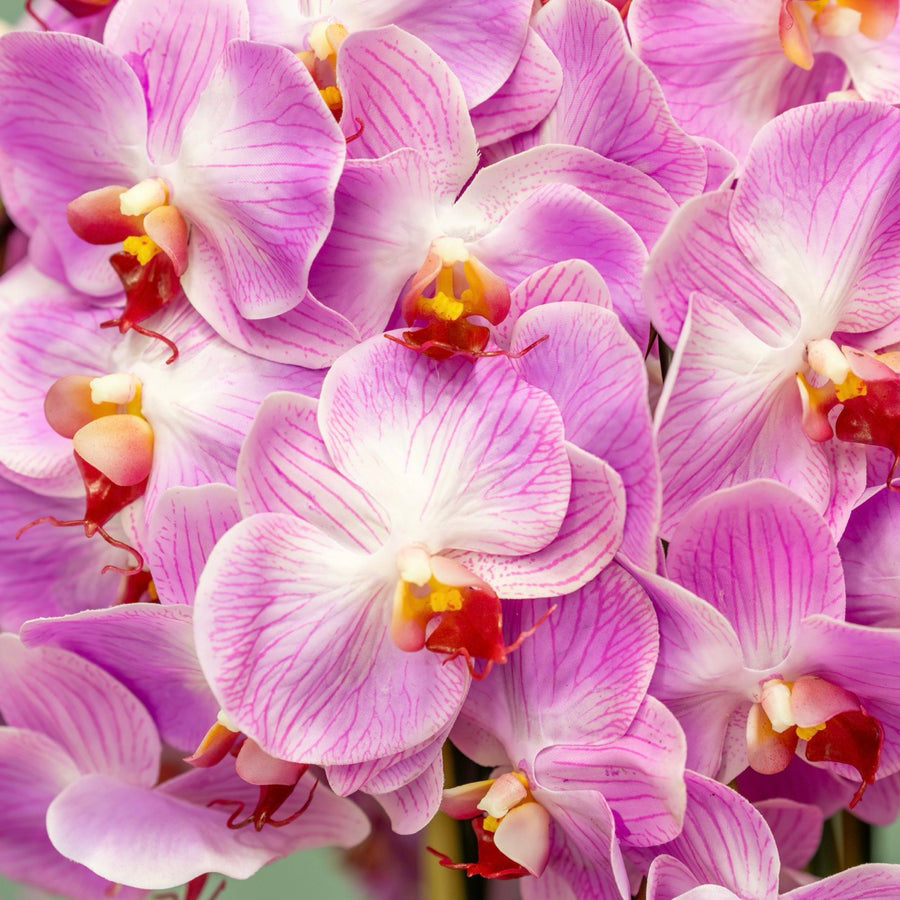 Lush Pink Orchid Arrangement