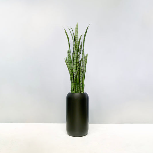 Artificial Sansevieria