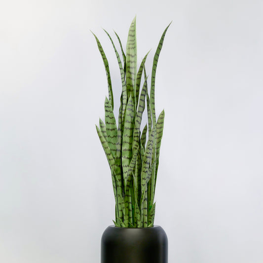 Artificial Sansevieria