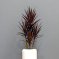 Load image into Gallery viewer, Yucca Tree

