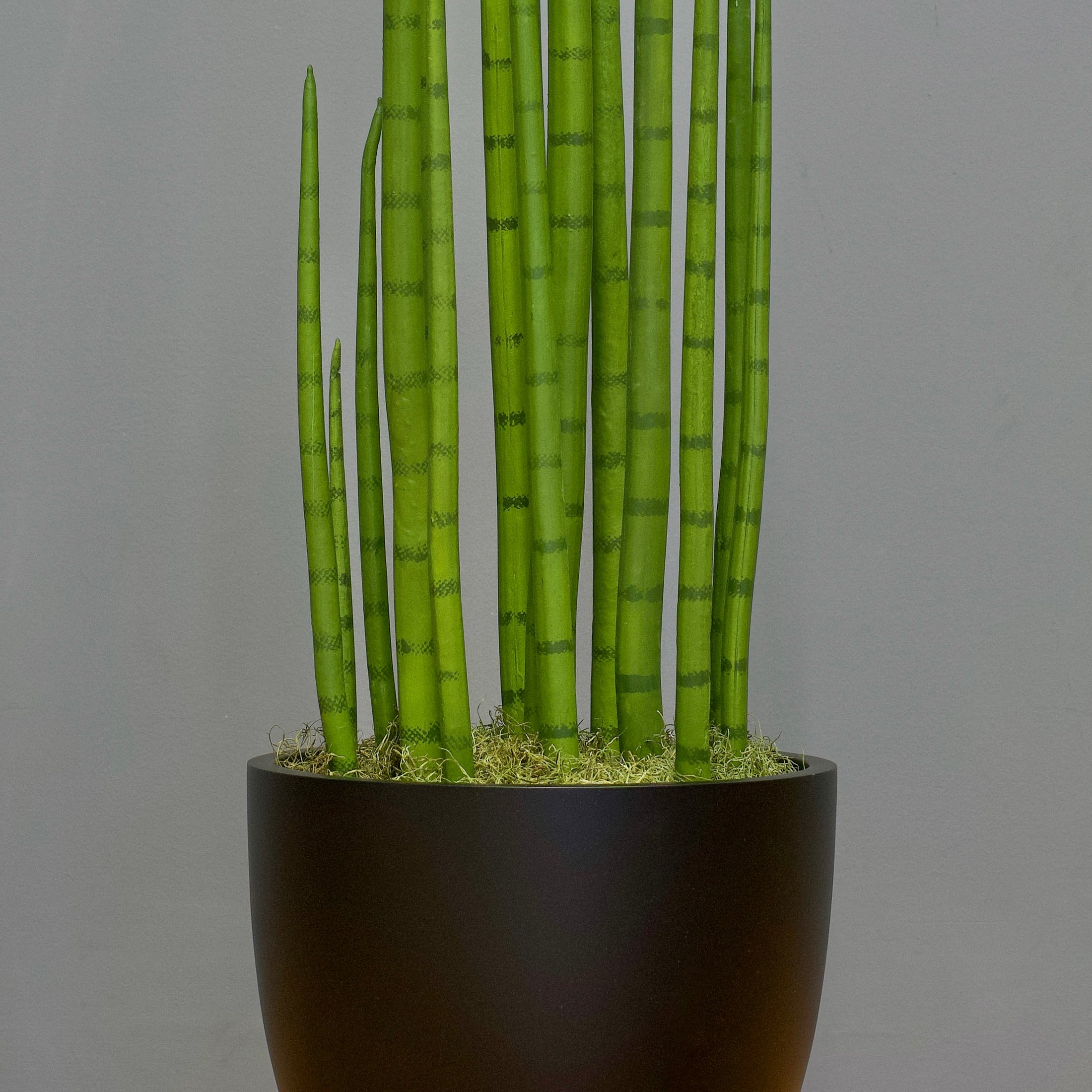 sansevieria cylindrica Sansevieria Cylindrica Tapered Planter with Spanish Moss / Matte White