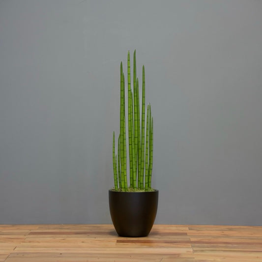 Sansevieria Cylindrica