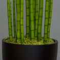 Load image into Gallery viewer, Sansevieria Cylindrica
