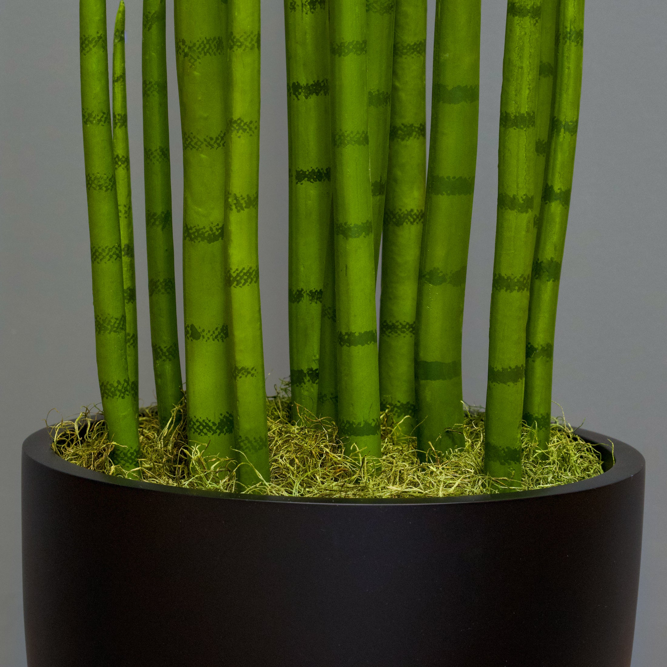 Sansevieria Cylindrica