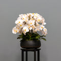 Airy White Orchid Arrangement