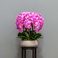 Load image into Gallery viewer, Lush Pink Orchid Arrangement
