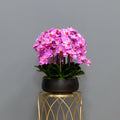 Airy Pink Orchid Arrangement