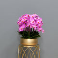 Airy Pink Orchid Arrangement