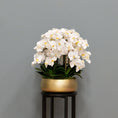 Load image into Gallery viewer, Airy White Orchid Arrangement
