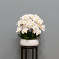 Airy White Orchid Arrangement