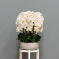 White Orchid Arrangement