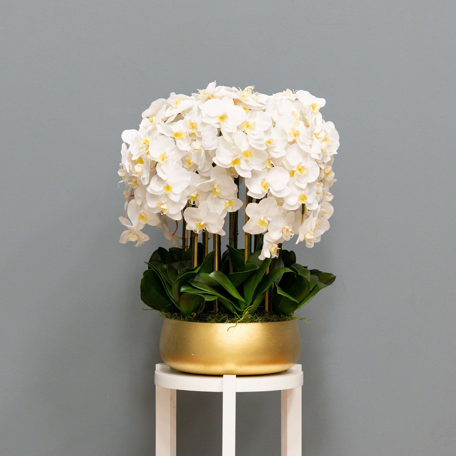 White Orchid Arrangement