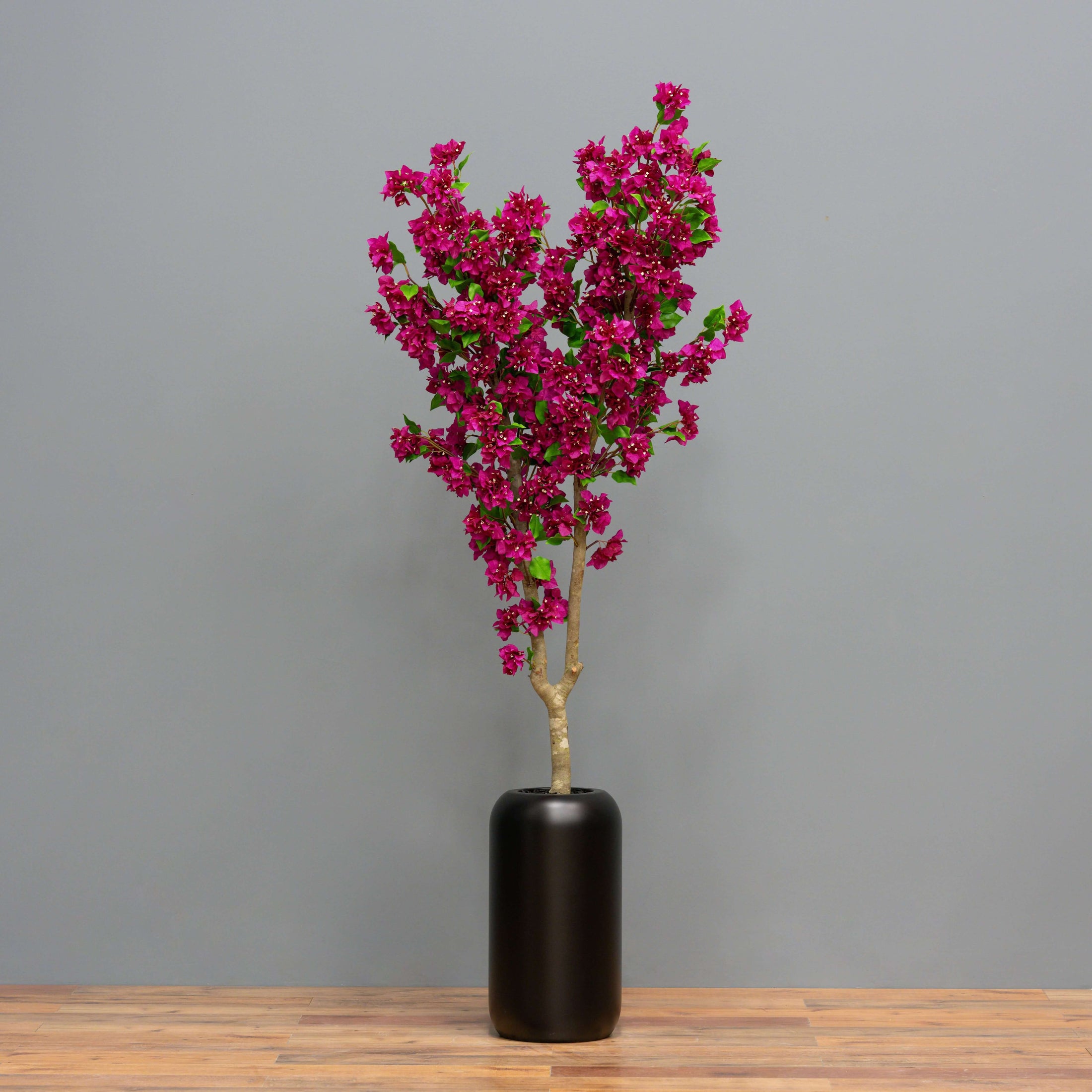 Fuchsia Bougainvillea Tree
