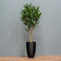 Olive Tree
