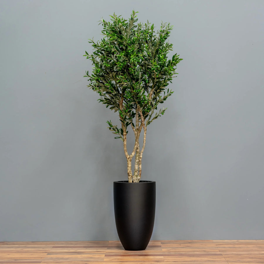Olive Tree