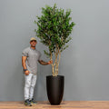 Olive Tree