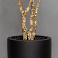 Olive Tree