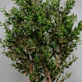 Load image into Gallery viewer, Olive Tree
