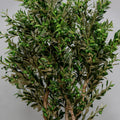 Olive Tree