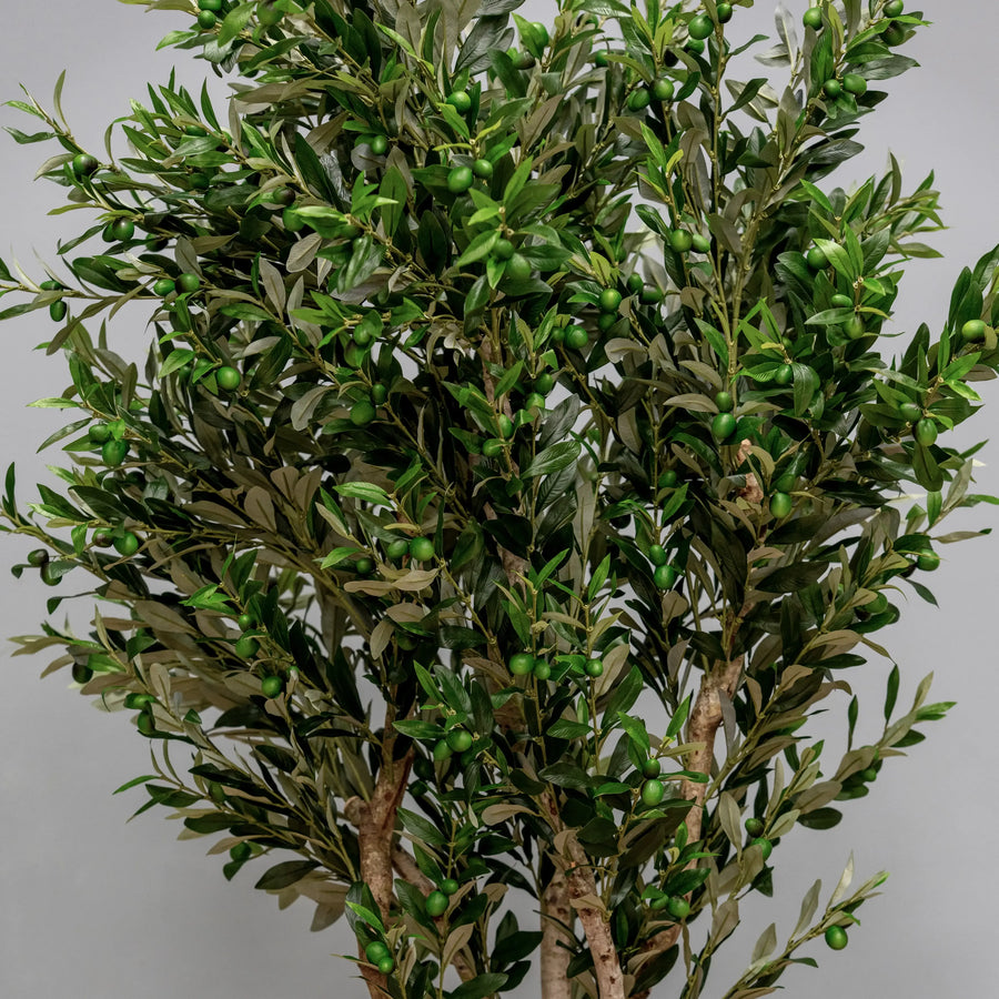 Olive Tree