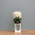White Orchid Arrangement