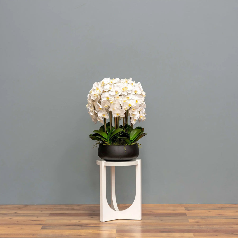 White Orchid Arrangement