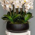 White Orchid Arrangement