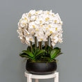 Load image into Gallery viewer, White Orchid Arrangement
