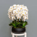 White Orchid Arrangement