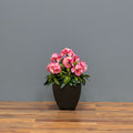 Premium Outdoor Rhododendron Florals