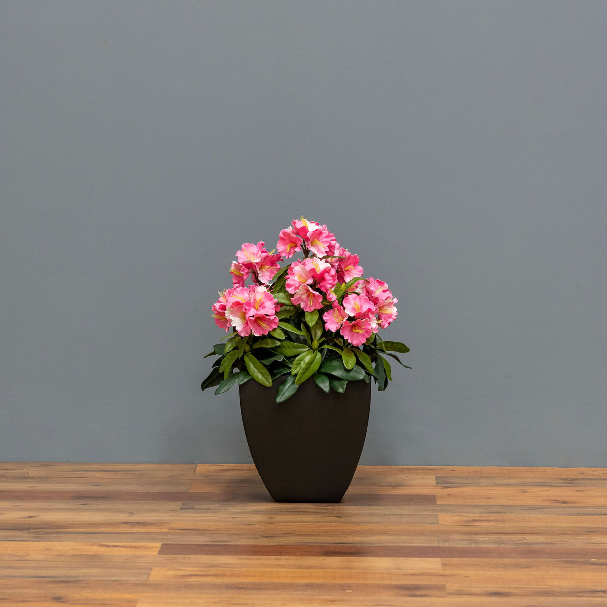 Premium Outdoor Rhododendron Florals