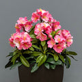 Premium Outdoor Rhododendron Florals