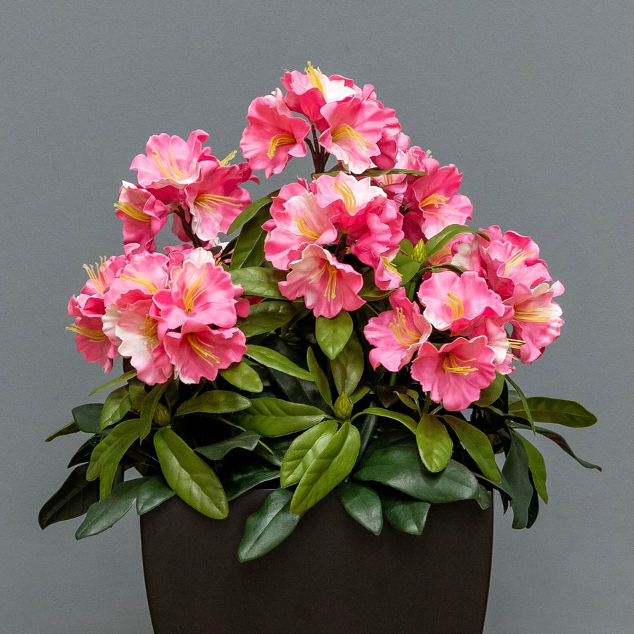 Premium Outdoor Rhododendron Florals
