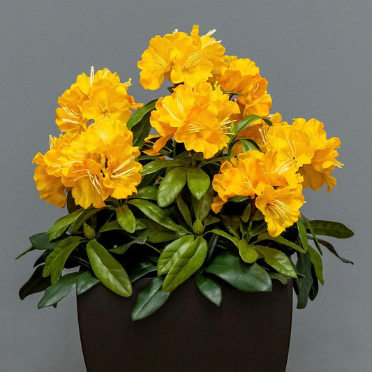 Premium Outdoor Rhododendron Florals
