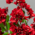 Load image into Gallery viewer, Red Bougainvillea Tree
