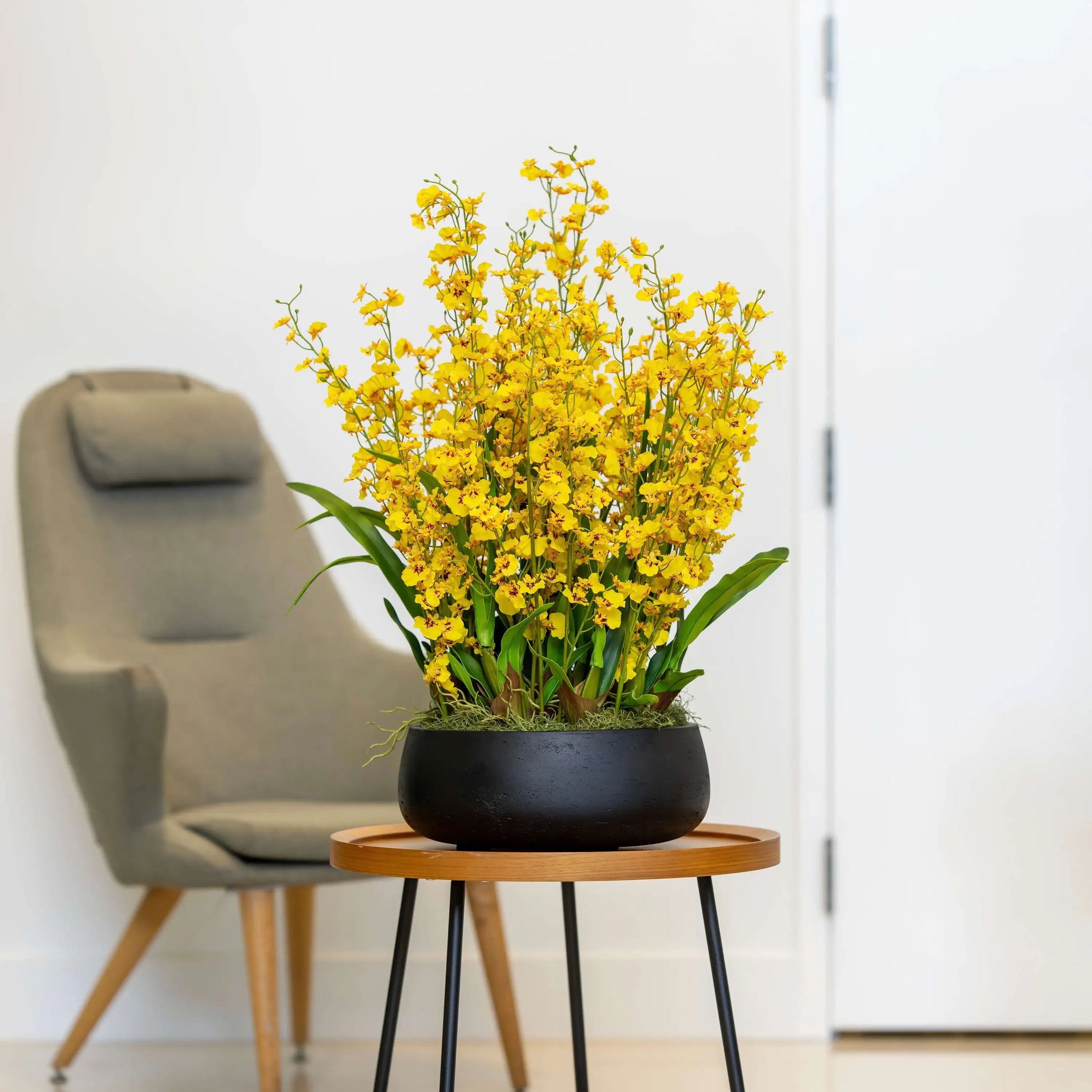Dancing Lady Orchid Arrangement