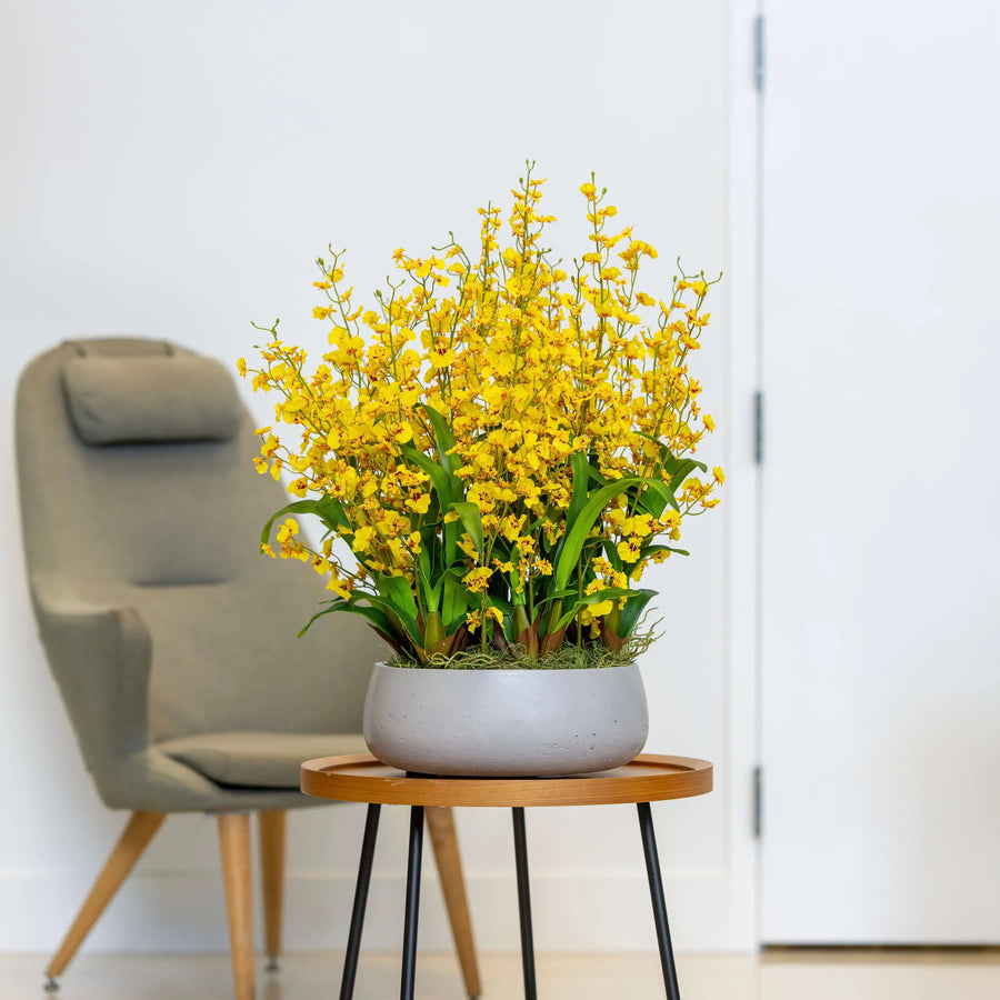 Dancing Lady Orchid Arrangement