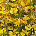 Dancing Lady Orchid Arrangement