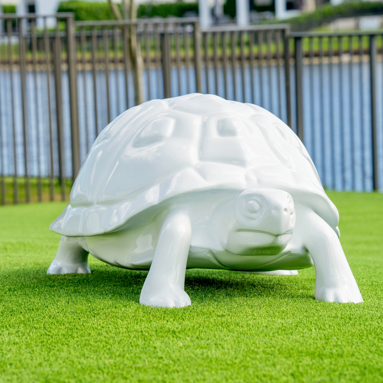 White Tortoise