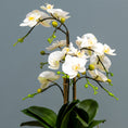 Load image into Gallery viewer, White Orchids - White Planter
