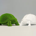 Load image into Gallery viewer, White Tortoise
