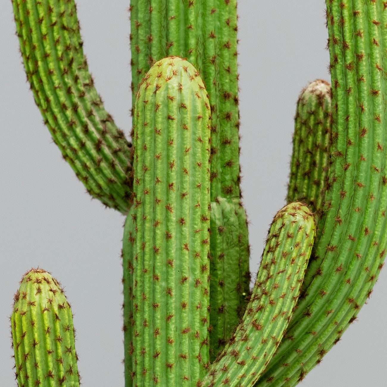 Saguaro Cactus