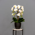 Load image into Gallery viewer, White Orchids - Black Planter
