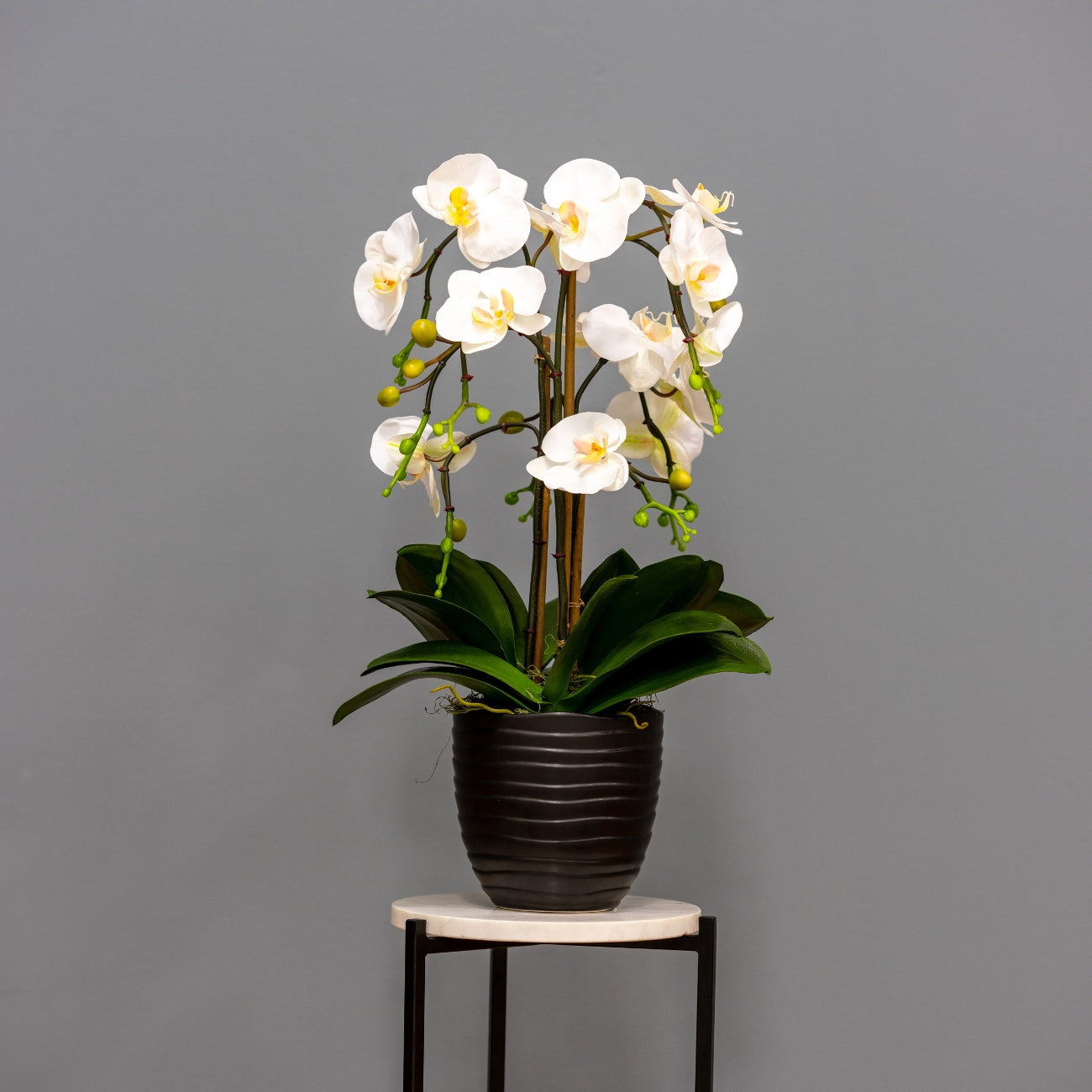 White Orchids - Black Planter