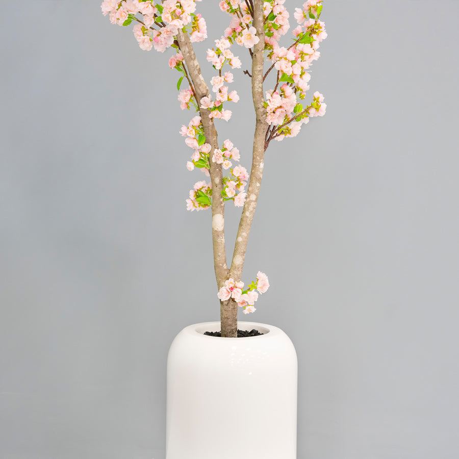 Cherry Blossom Tree + Planter