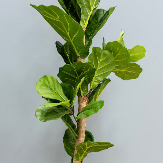 Fiddle Leaf Tree