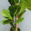 Load image into Gallery viewer, Fiddle Leaf Tree
