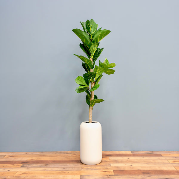 planter for fiddle leaf fig plant Fiddle Leaf Tree Satin Beige