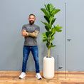 Load image into Gallery viewer, Fiddle Leaf Tree
