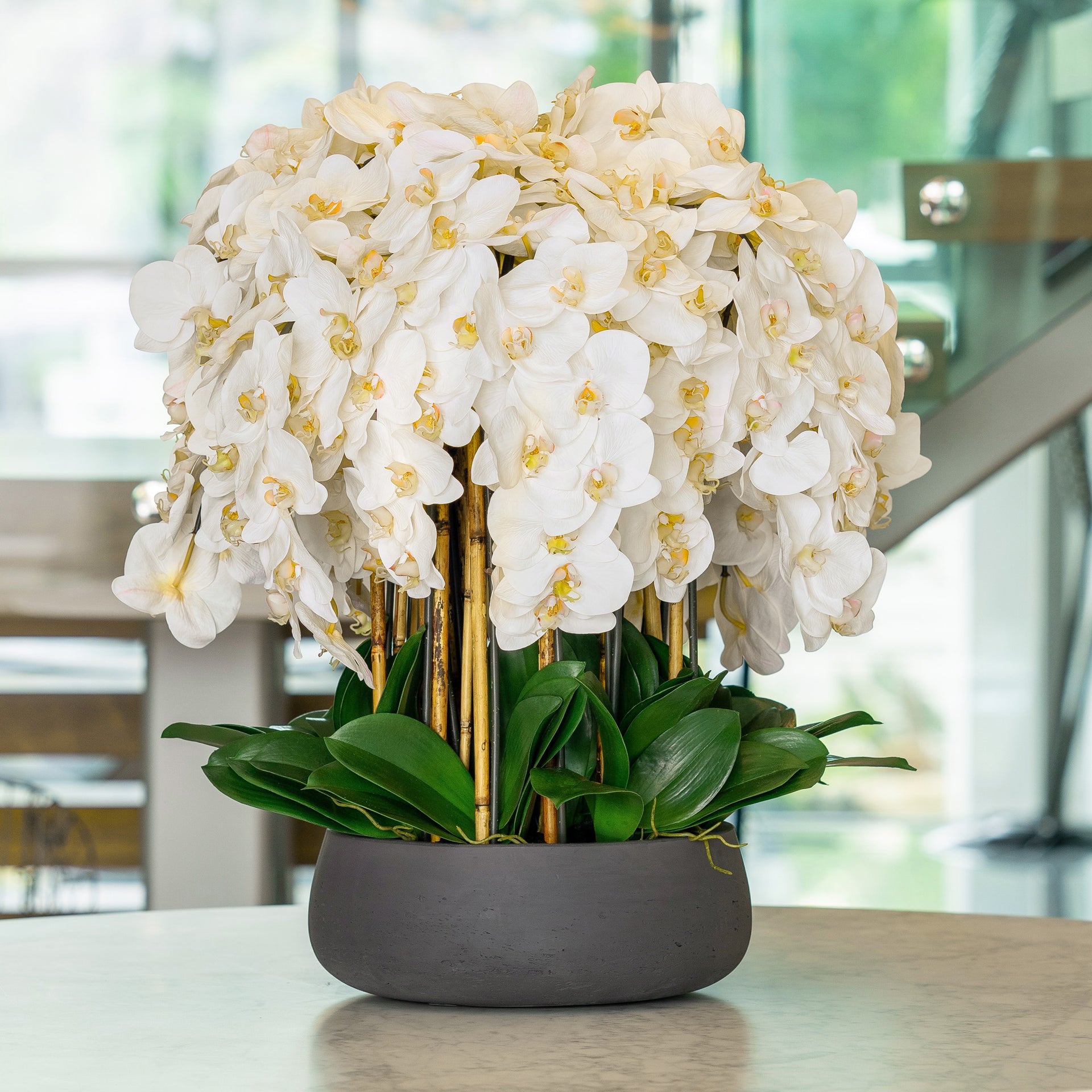 big orchid plant White Orchid Arrangement – The Plant Guy